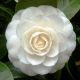 camellia perfection white