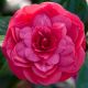 camellia princess baciocci