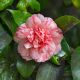 camellia william bartlett