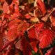 Carpinus betulus Rockhampton Red