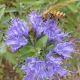 Carryopteris cla. Heavenly Blue