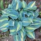 Hosta Fire and Ice