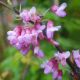 Cercis siliquastrum