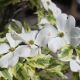 Cornus