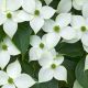 Cornus kousa China Girl
