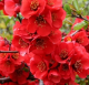 Chaenomeles x superba Fire Dance