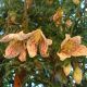 Clematis cirrhosa Balearica