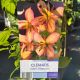 Clematis Marjorie