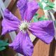 Clematis 'Polish Spirit'