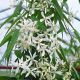 Clematis armandii