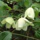 Clematis Wisley Cream