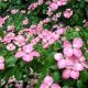 Cornus kousa Satomi