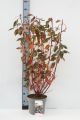 Cornus alba Nightfall