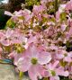 Cornus Rubra