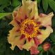 Paeonia Itoh 'Court Yester'