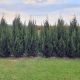 Cupressocyparis leylandii Pyramidalis (2001)