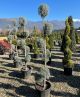 Cupressus arizonica • C35 L • PON PON • 200 cm