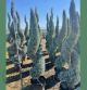 Cupressus arizonica spirala