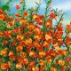 Cytisus Lena