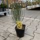 cytisus allgold