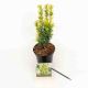Taxus b. 'David'