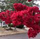 lagerstroemia dynamit