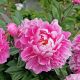 paeonia alexander fleming