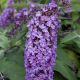 buddleia dreaming purple