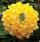 edgeworthia grandiflora