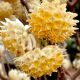 edgeworthia chysantha