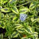 Ceanothus El Dorado