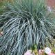 Elymus magellanicus
