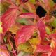 Cornus sang. Anny's Winter Orange