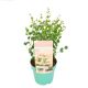 Eucalyptus webst. 'Botanic Hearts'