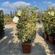 Euonymus japonicus Bravo špalir