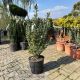 Euonymus japonicus Bravo