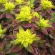 euphorbia pol. bonfire