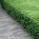 Lonicera nitida 'Maigrün'