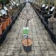 Fagus sylvatica Mercedes