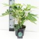Fatsia jap. Spiders Web