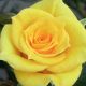 Flower Power Gold
