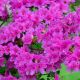 rhododendron geisha purple