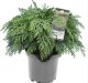 Chamaecyparis lawsoniana Globosa