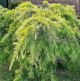 Cedrus deodora Golden Horizon