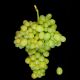 grapevine Afus Ali