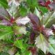 Ilex meserveae Heckenblau