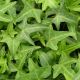 Hedera sagittifolia