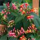 Lonicera Henryi