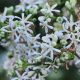 Heptacodium miconioides