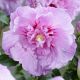 Hibiscus syriacus 'Lavender Chiffoon'